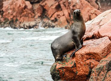 Full Day Paracas y Nazca